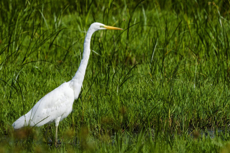 Grande Aigrette